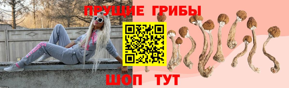 Кашира  Псилоцибиновые грибы Psilocybe  Вход с VPN 